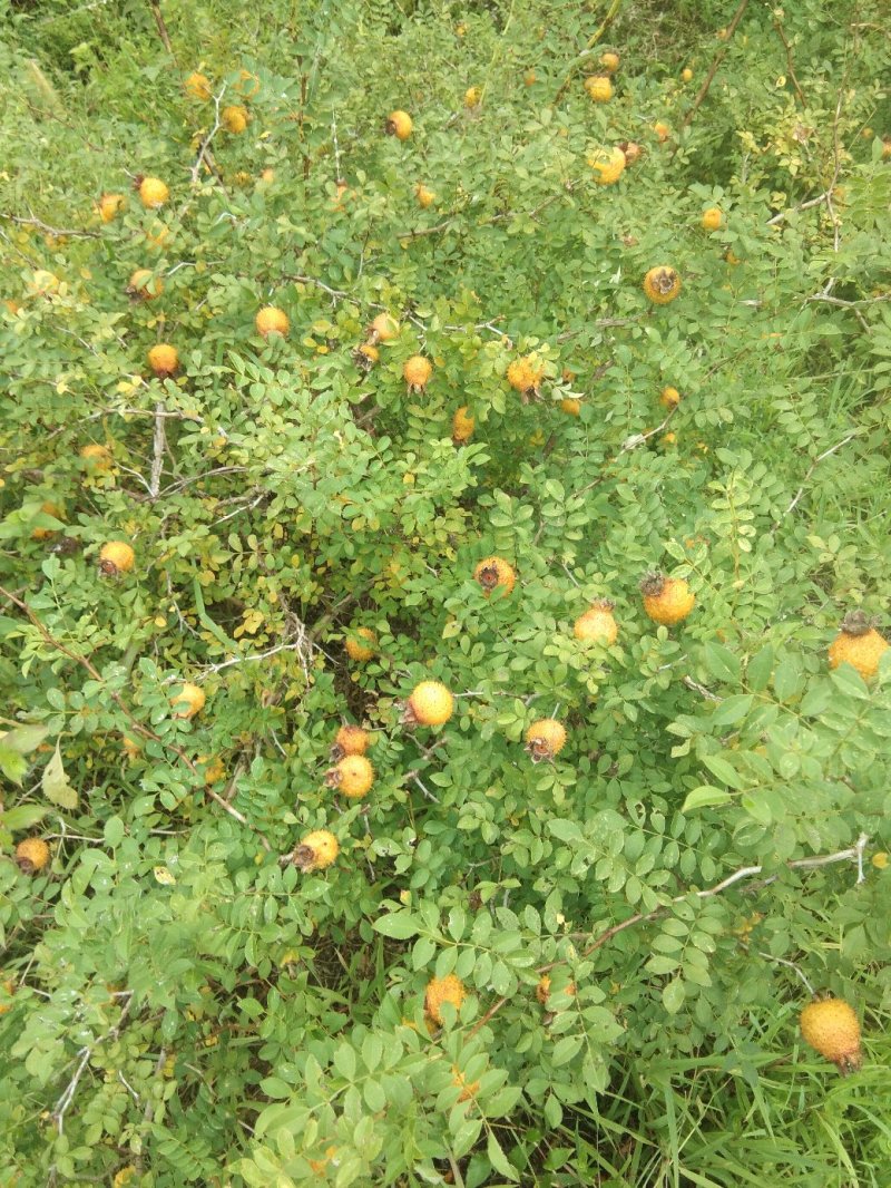刺梨鲜果