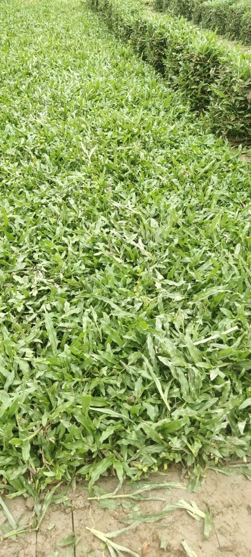 优质大叶油草待售22*22*10物美价廉