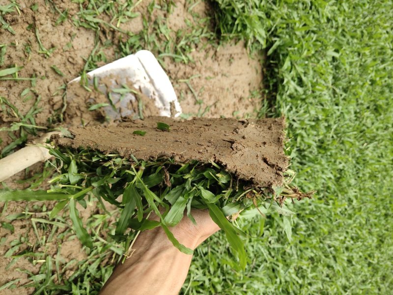优质大叶油草待售22*22*10物美价廉