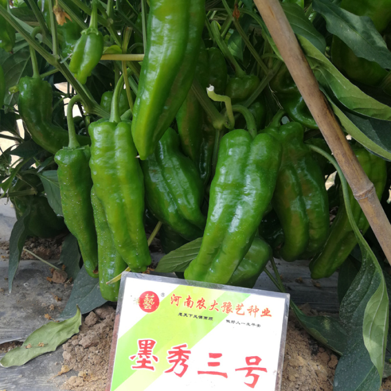 大将军118/鼎优大椒/墨秀三号/鼎优国美/鼎优8号辣椒