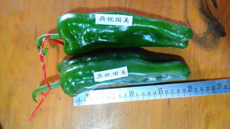 大将军118/鼎优大椒/墨秀三号/鼎优国美/鼎优8号辣椒
