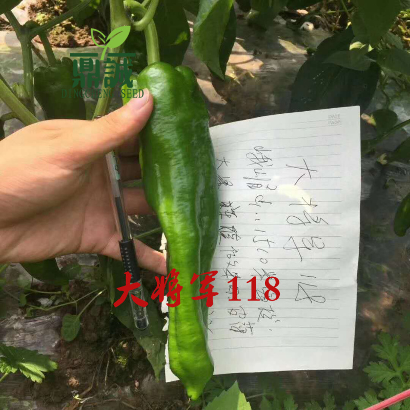 大将军118/鼎优大椒/墨秀三号/鼎优国美/鼎优8号辣椒