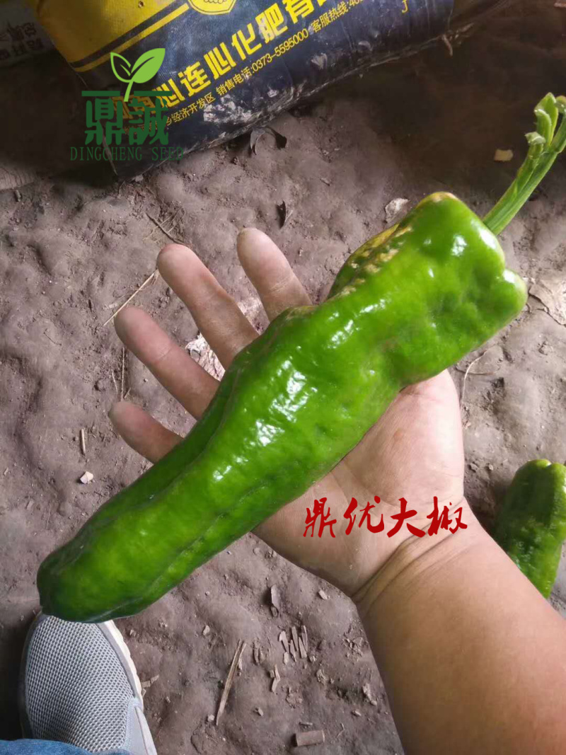 大将军118/鼎优大椒/墨秀三号/鼎优国美/鼎优8号辣椒