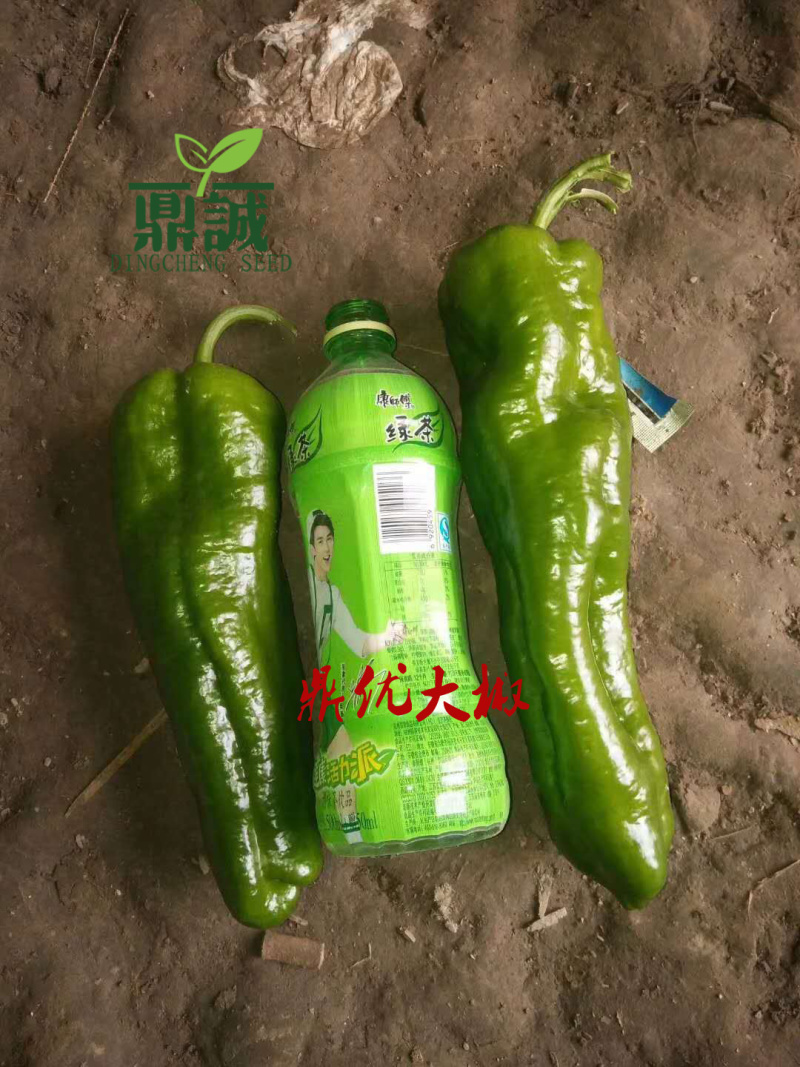 大将军118/鼎优大椒/墨秀三号/鼎优国美/鼎优8号辣椒