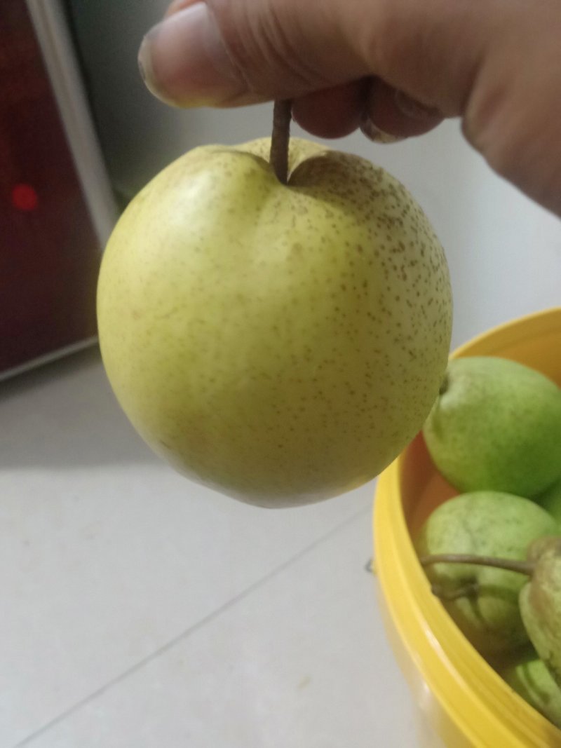 梨、丫梨