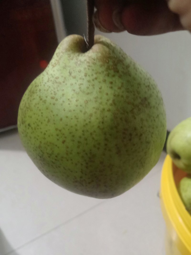 梨、丫梨
