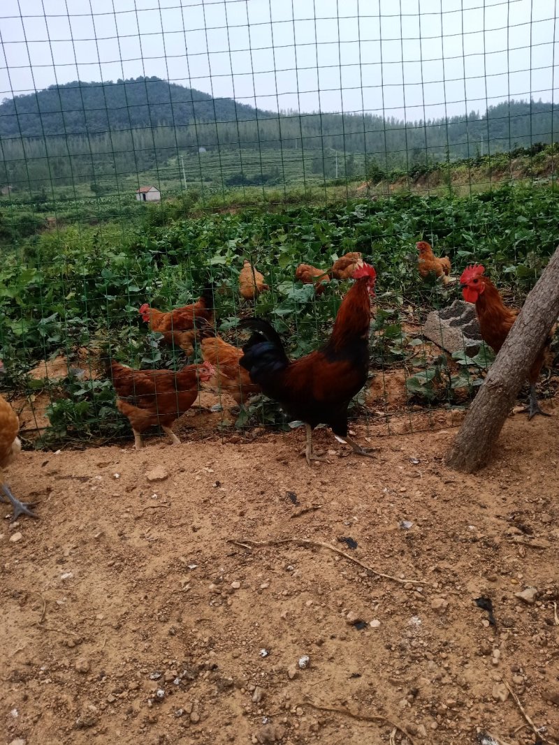 出售纯散养笨鸡