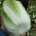 【热卖】大白菜。黄心大白菜高矮颗。欢迎采购。