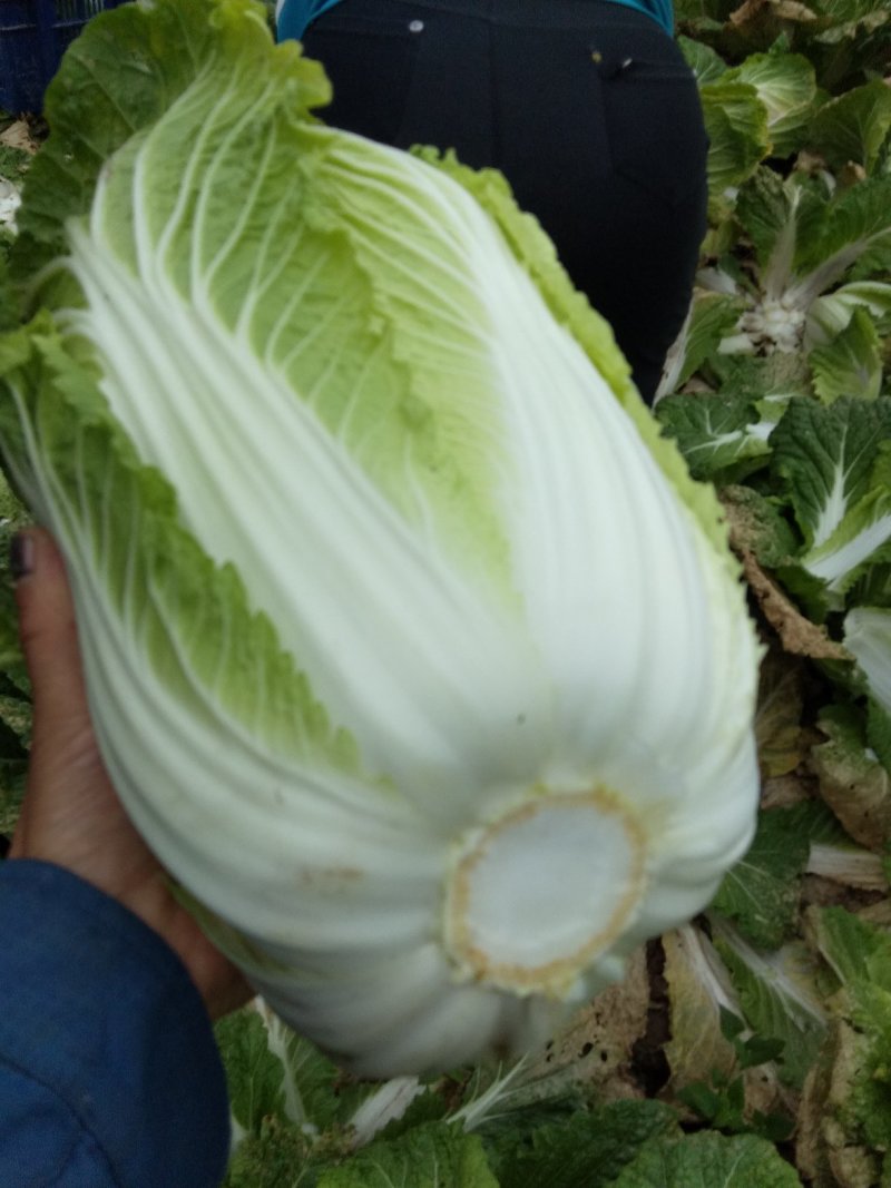 【热卖】大白菜。黄心大白菜高矮颗。欢迎采购。