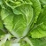 【热卖】大白菜。黄心大白菜高矮颗。欢迎采购。