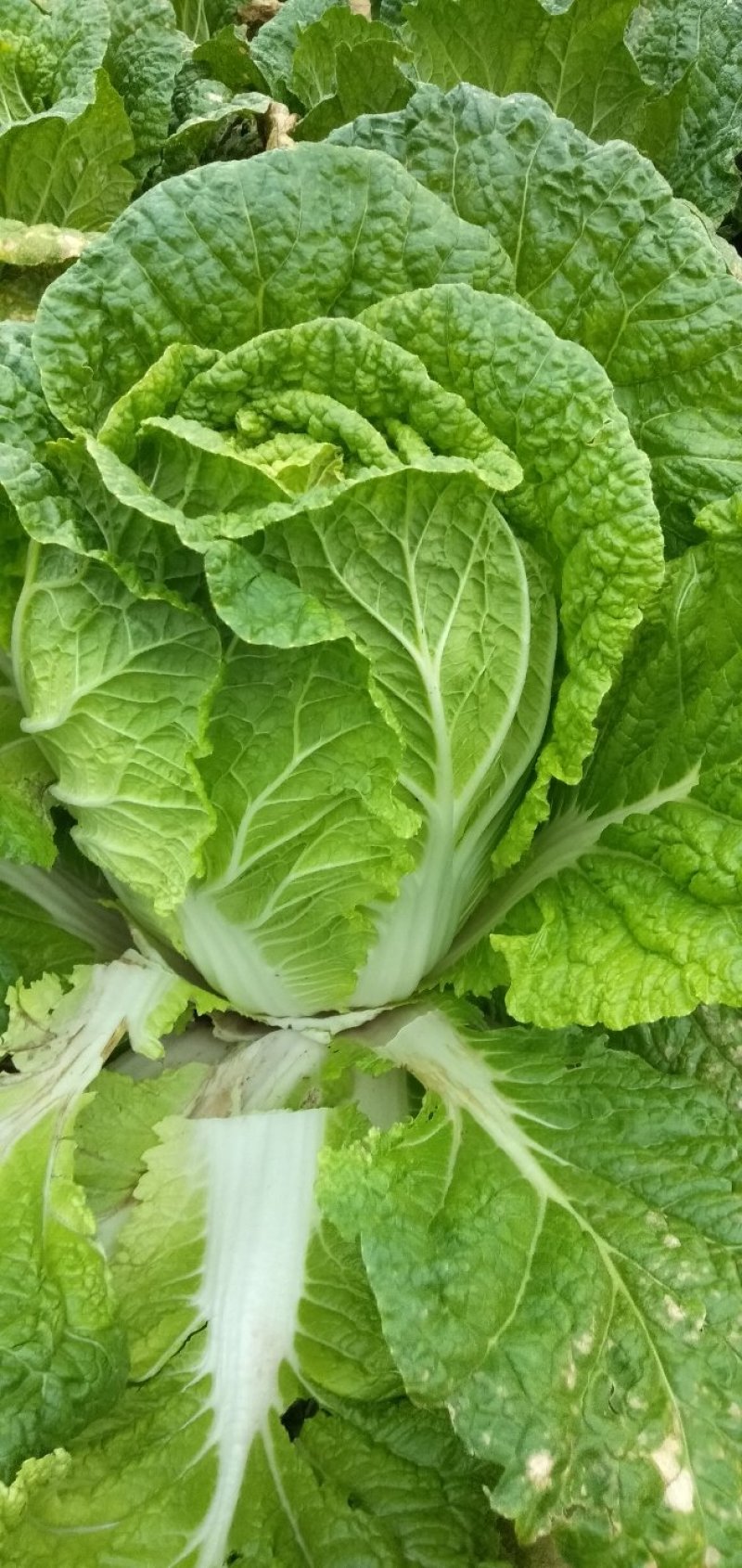 【热卖】大白菜。黄心大白菜高矮颗。欢迎采购。