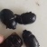 油壳朗