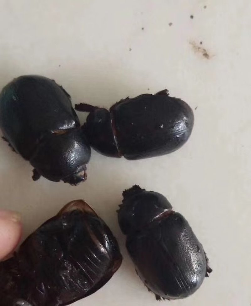 油壳朗