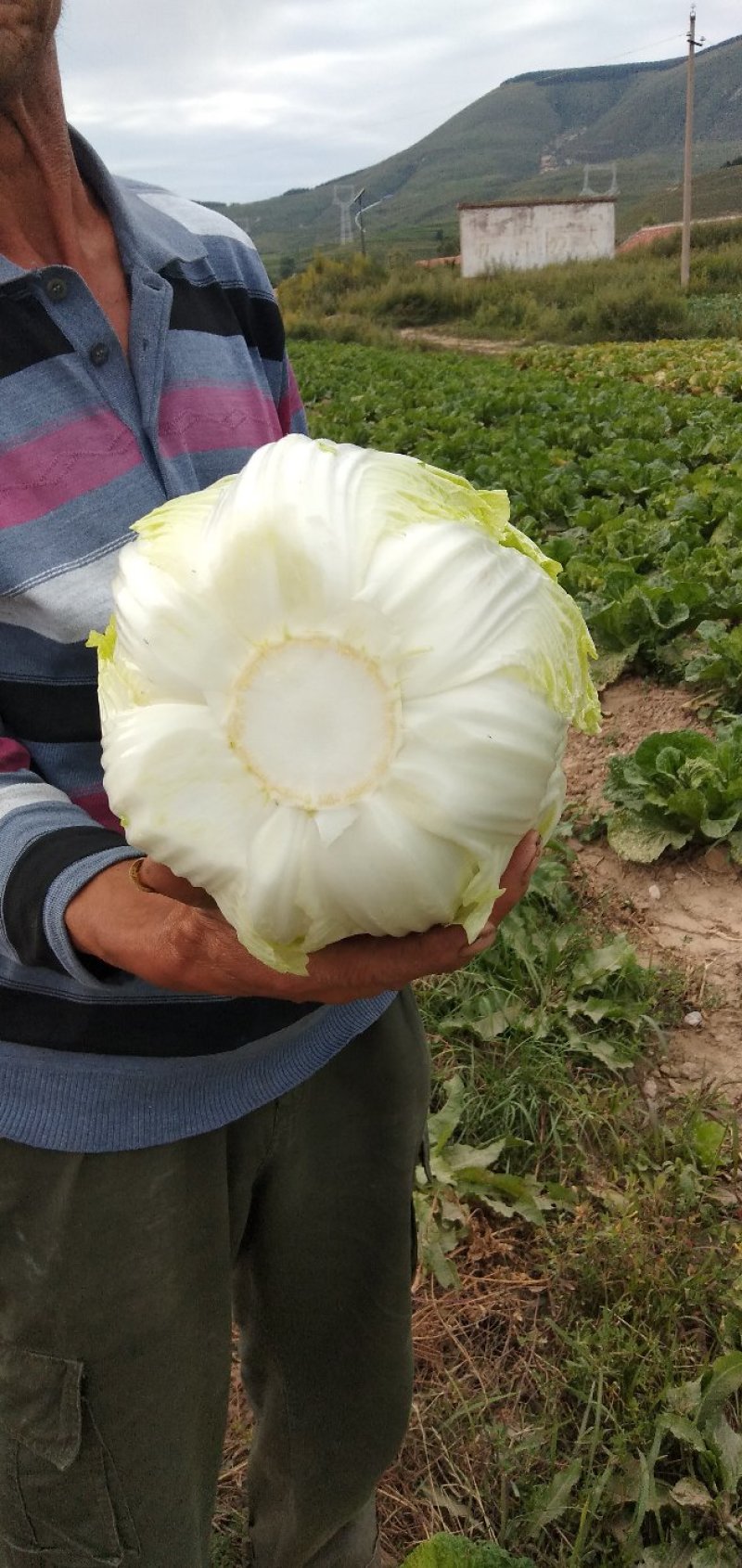 【热卖】大白菜。黄心大白菜高矮颗。欢迎采购。