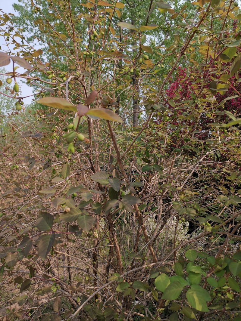 健身果树苗无核杈把果相思果种苗水果苗多年生果树苗春天种植