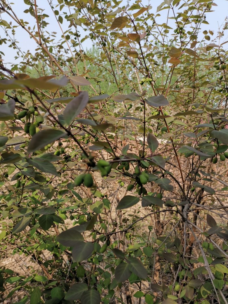健身果树苗无核杈把果相思果种苗水果苗多年生果树苗春天种植