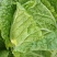 【精品】黄心大白菜3到6斤左右。一手货源净菜矮颗