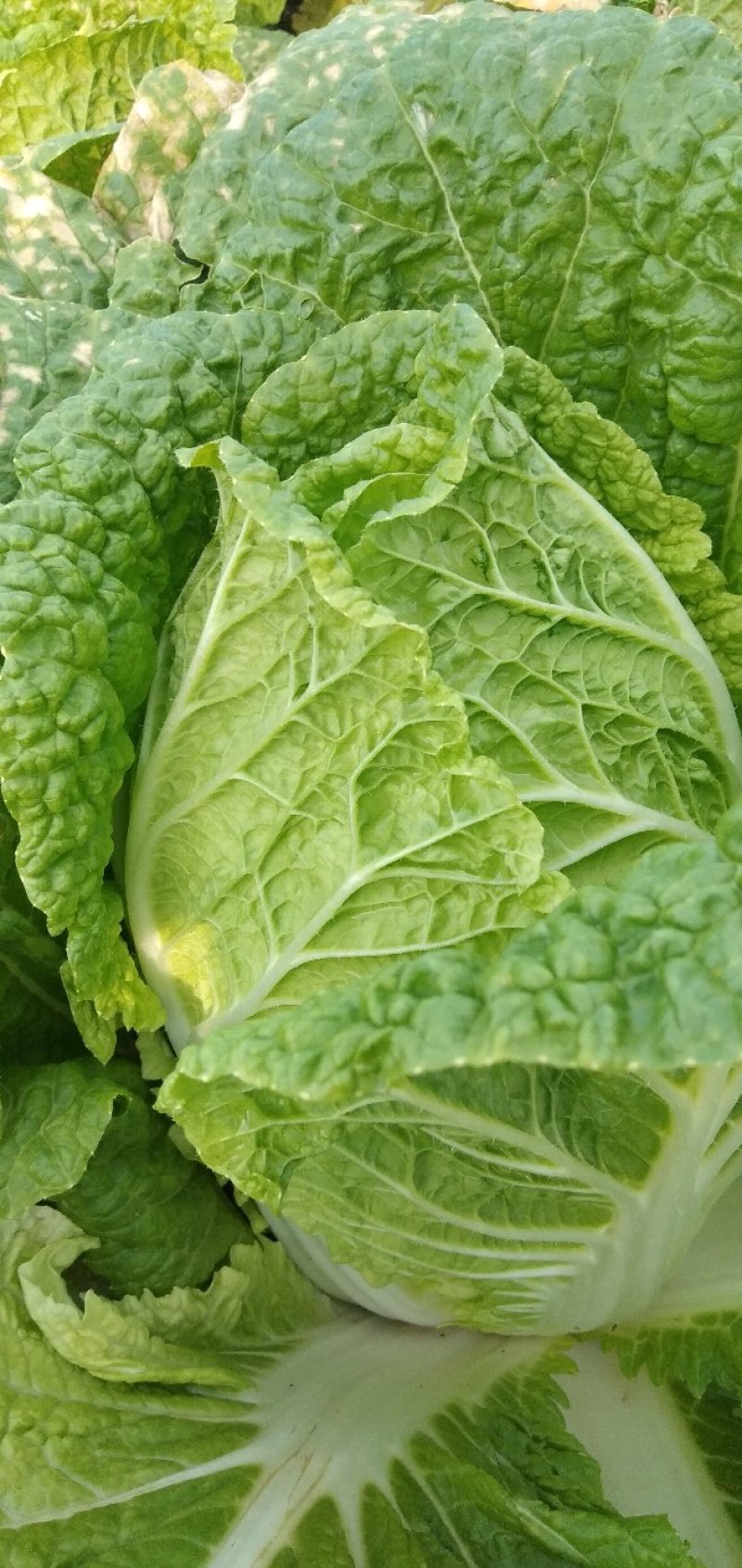 【精品】黄心大白菜3到6斤左右。一手货源净菜矮颗