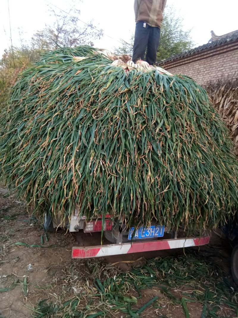 千亩甘肃大葱急售（质量好，价格优葱白40cm左右）