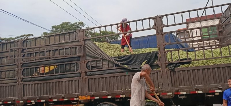 批量供应韭菜花，质优价廉