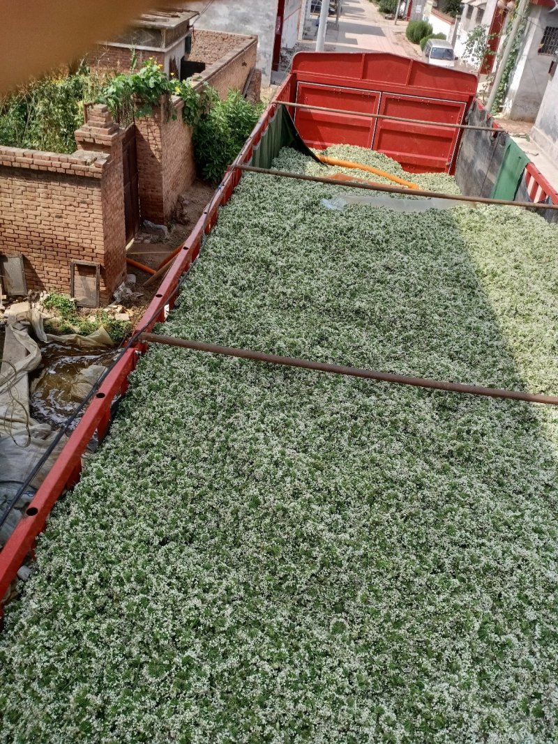 批量供应韭菜花，质优价廉