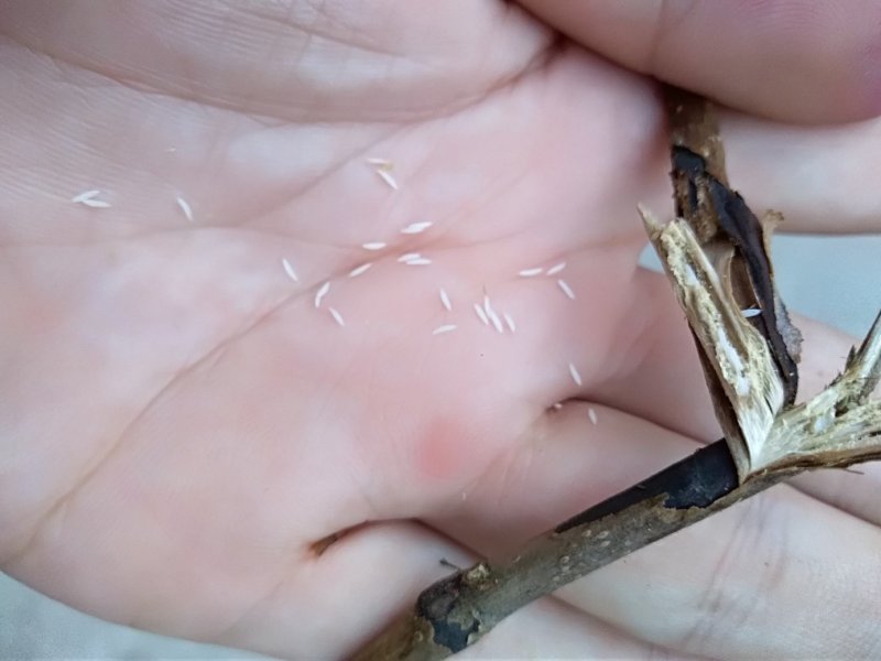 特种养殖，金蝉养殖，技术全包，可长期合作