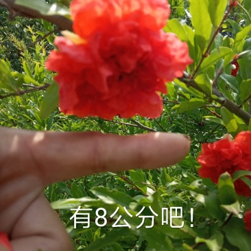 牡丹花石榴树