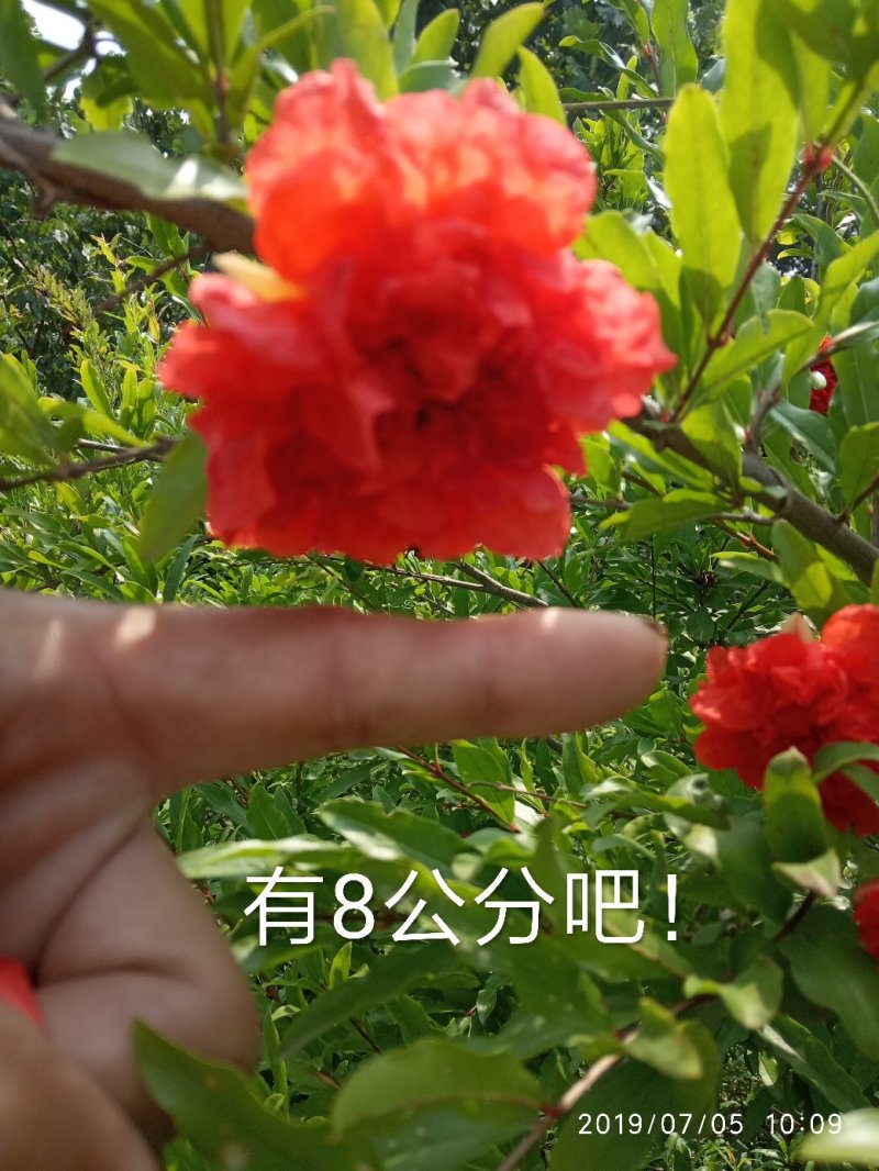 牡丹花石榴树