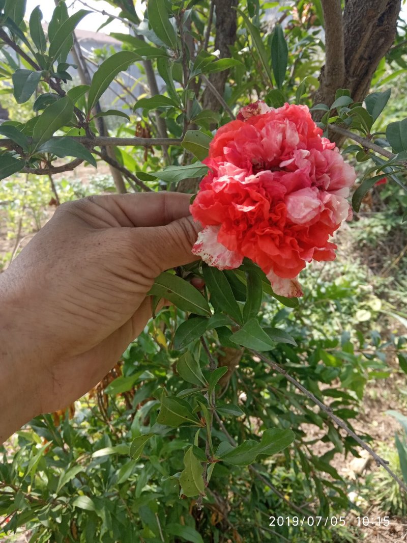 牡丹花石榴树