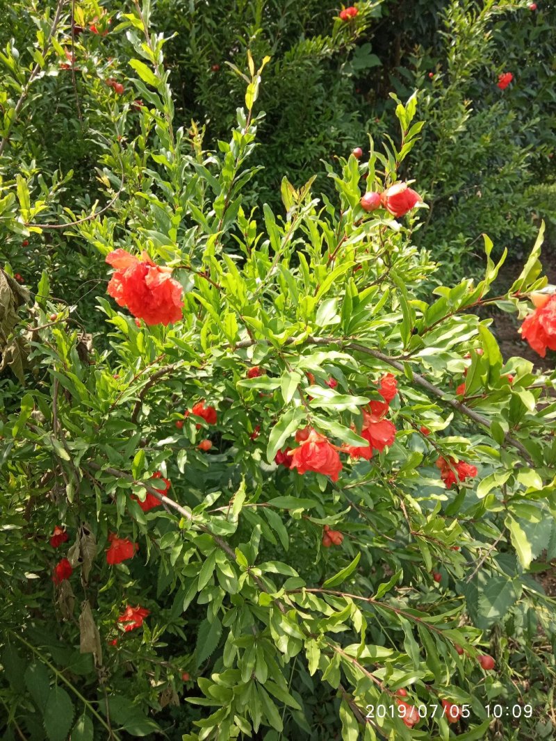 牡丹花石榴树