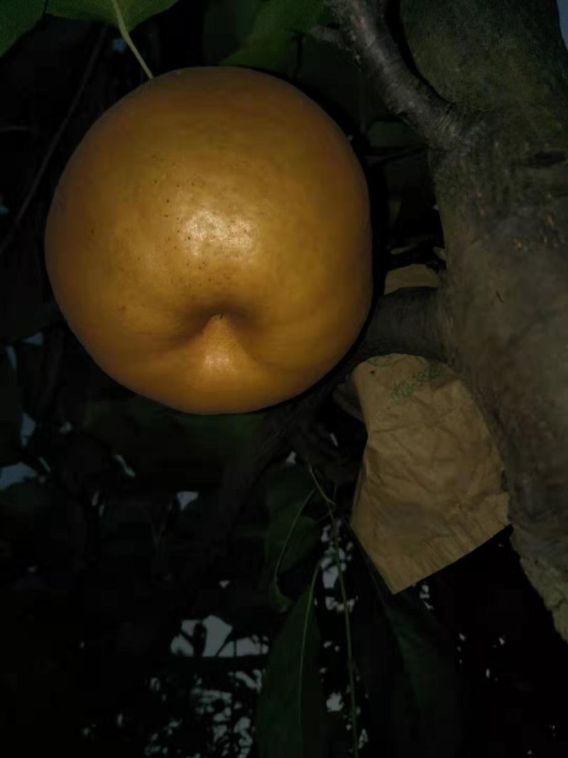 水果梨子，蜂糖梨，风水梨