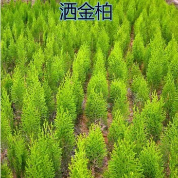 洒金柏苗子盆景素材庭院绿化工程用苗自家苗圃，价格优惠