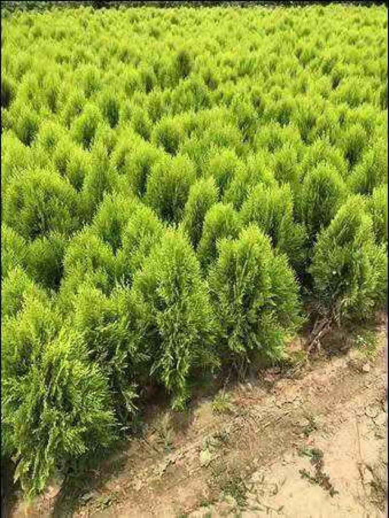 洒金柏苗子盆景素材庭院绿化工程用苗自家苗圃，价格优惠