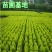 洒金柏苗子盆景素材庭院绿化工程用苗自家苗圃，价格优惠