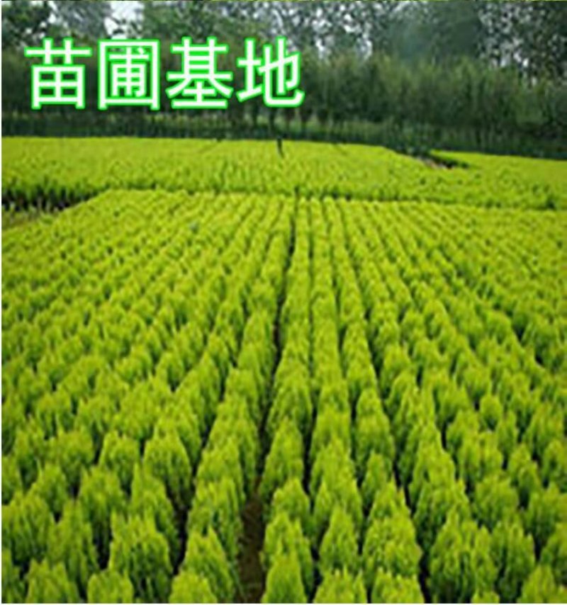 洒金柏苗子盆景素材庭院绿化工程用苗自家苗圃，价格优惠
