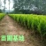 洒金柏苗子盆景素材庭院绿化工程用苗自家苗圃，价格优惠