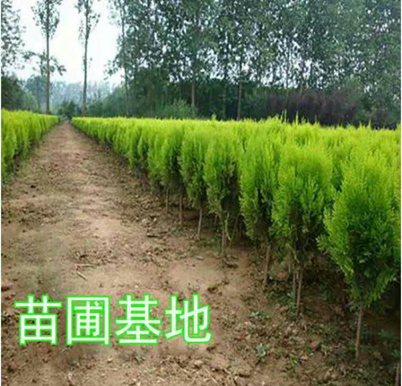 洒金柏苗子盆景素材庭院绿化工程用苗自家苗圃，价格优惠