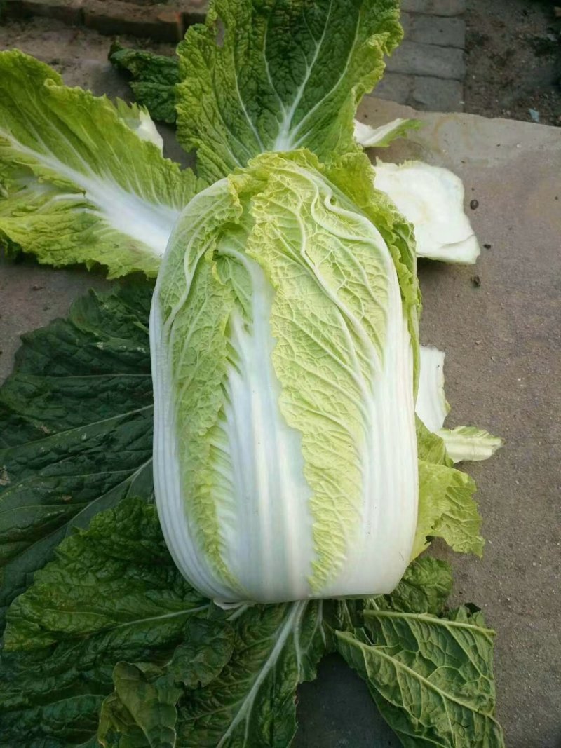 黄心白菜~青杂3号白菜专业代发电商平台超市加工厂~泡菜厂