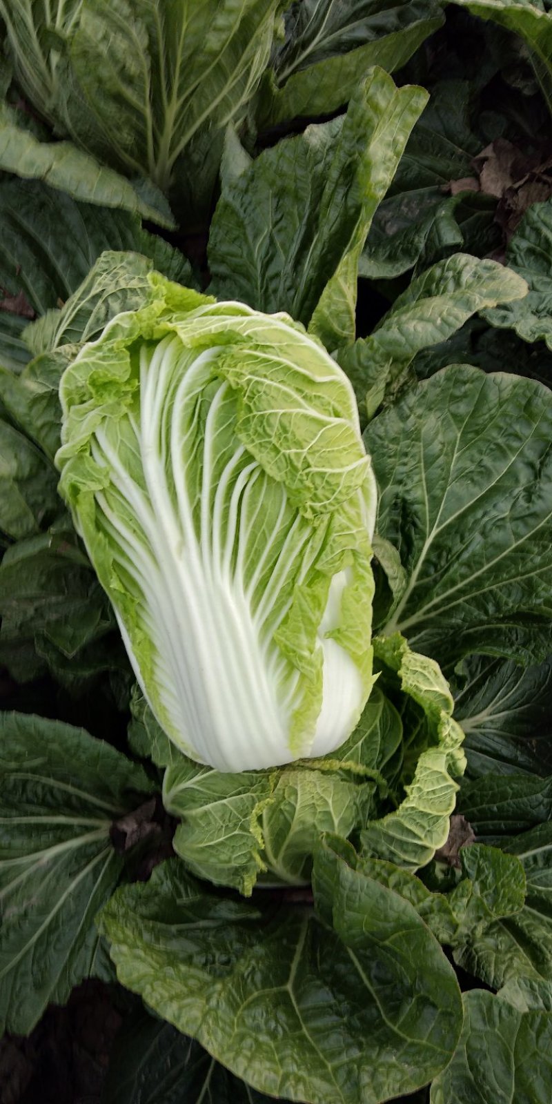 黄心白菜~青杂3号白菜专业代发电商平台超市加工厂~泡菜厂