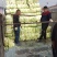 黄心白菜~青杂3号白菜专业代发电商平台超市加工厂~泡菜厂