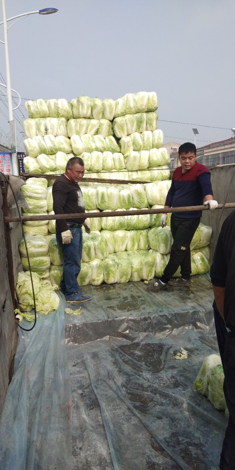 黄心白菜~青杂3号白菜专业代发电商平台超市加工厂~泡菜厂