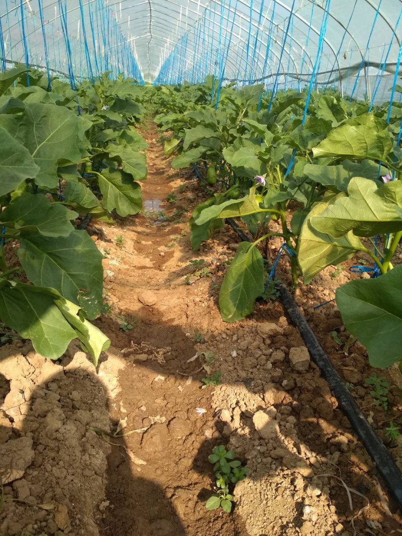 【实力商家】精品新苗青茄产地直销可商超单位食堂长期合作