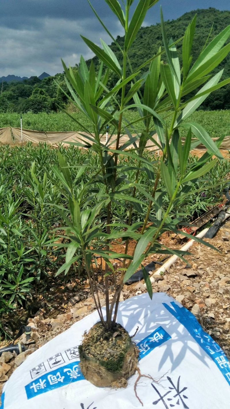 夹竹挑、各种规格夹竹桃