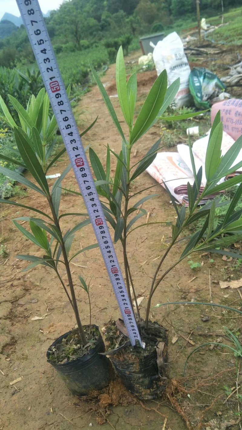 夹竹挑、各种规格夹竹桃