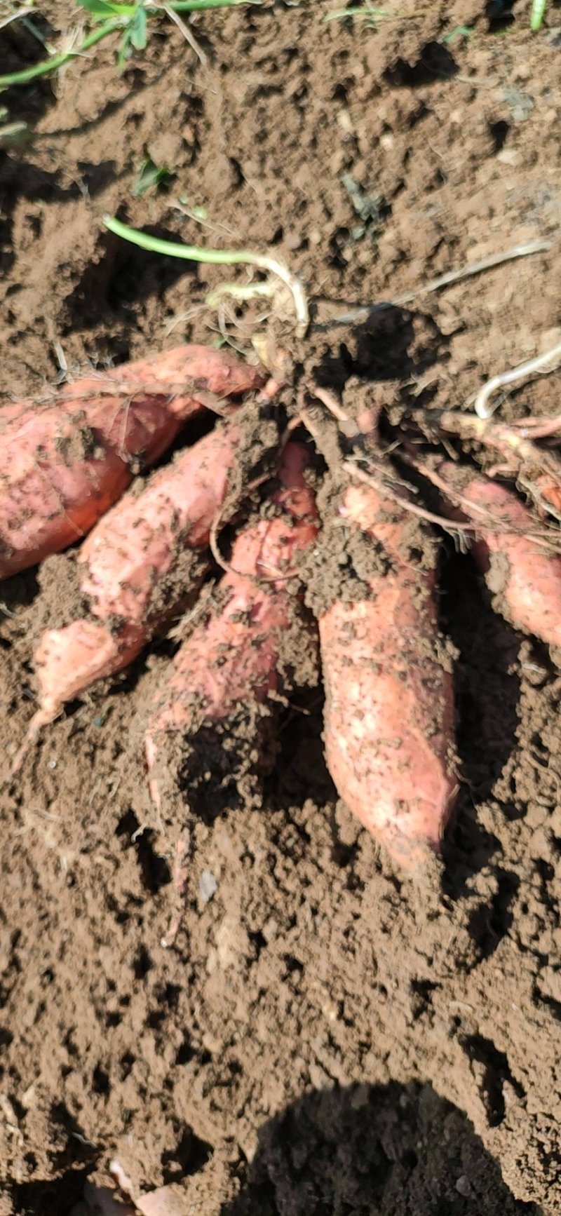 潍坊烟薯25农户自产自销高岭沙土地种植蜜薯