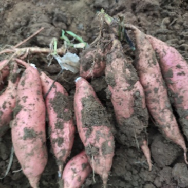 潍坊烟薯25农户自产自销高岭沙土地种植蜜薯