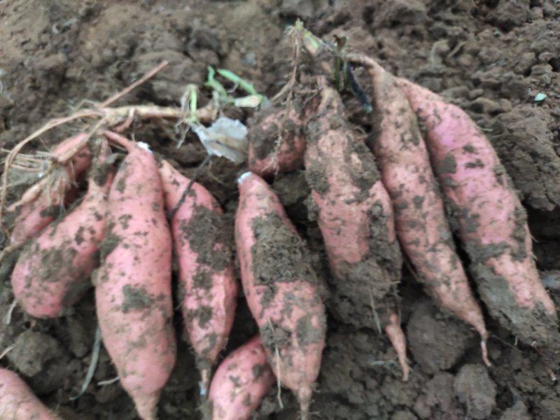 潍坊烟薯25农户自产自销高岭沙土地种植蜜薯