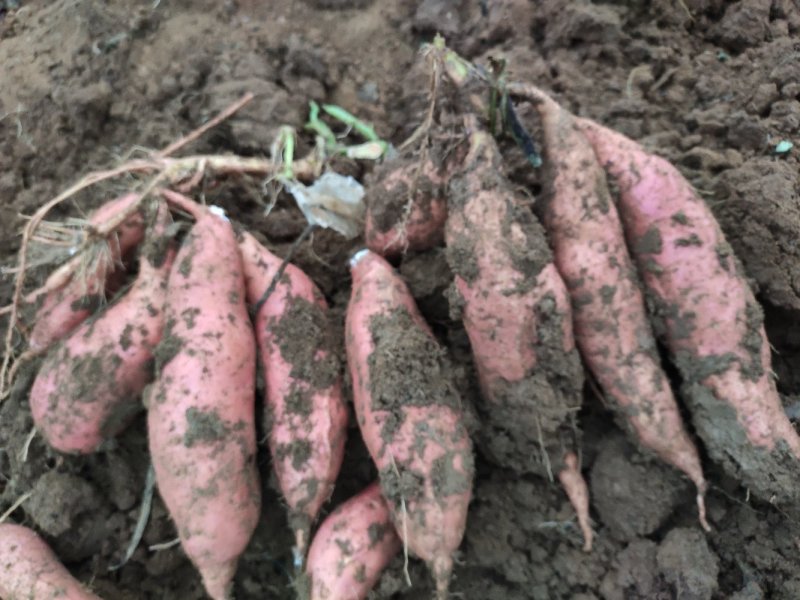 潍坊烟薯25农户自产自销高岭沙土地种植蜜薯