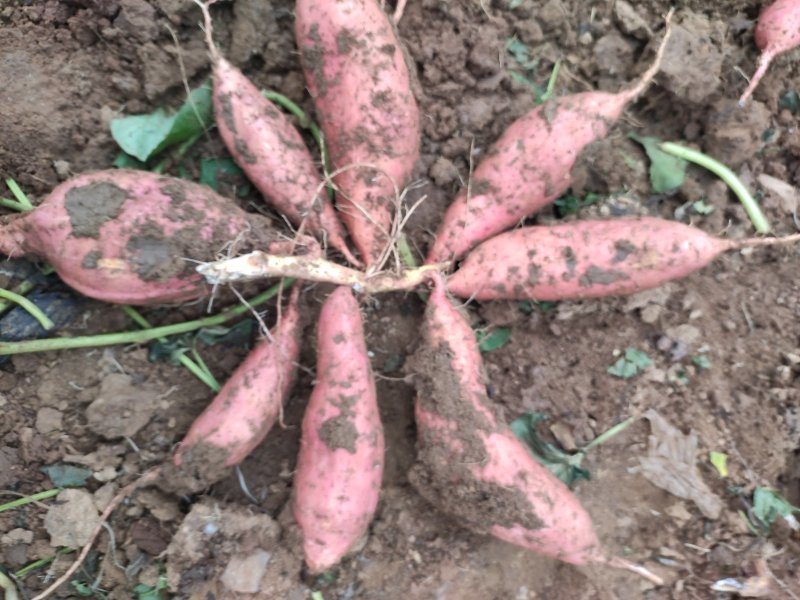 潍坊烟薯25农户自产自销高岭沙土地种植蜜薯