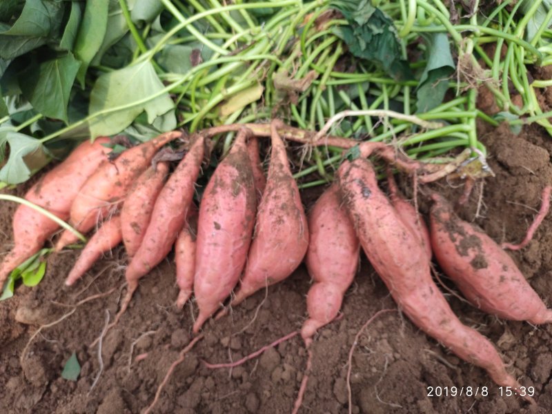 潍坊烟薯25农户自产自销高岭沙土地种植蜜薯
